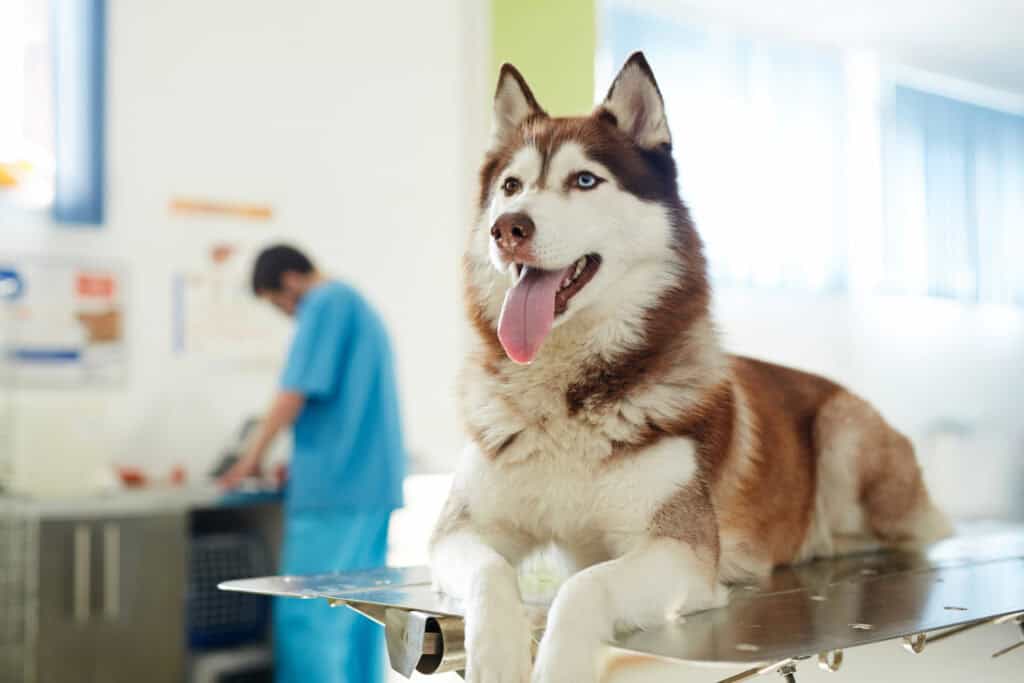 A dog visiting the vet.