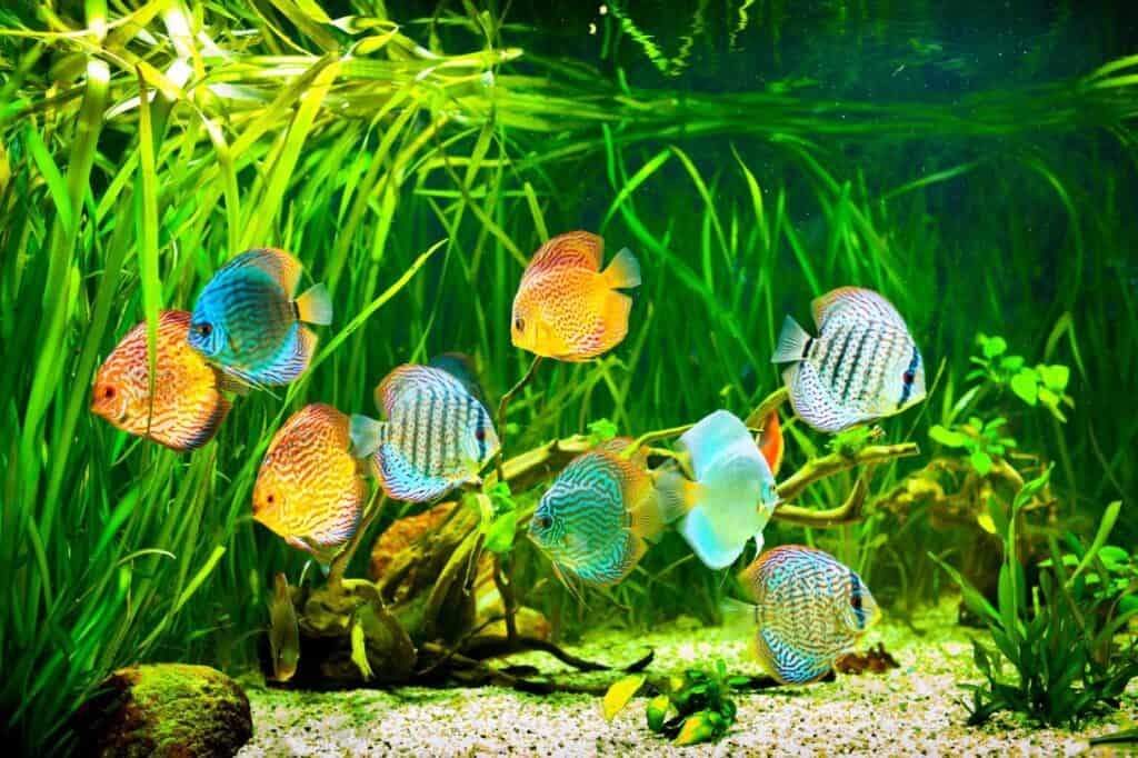 Discus fish in the tank.