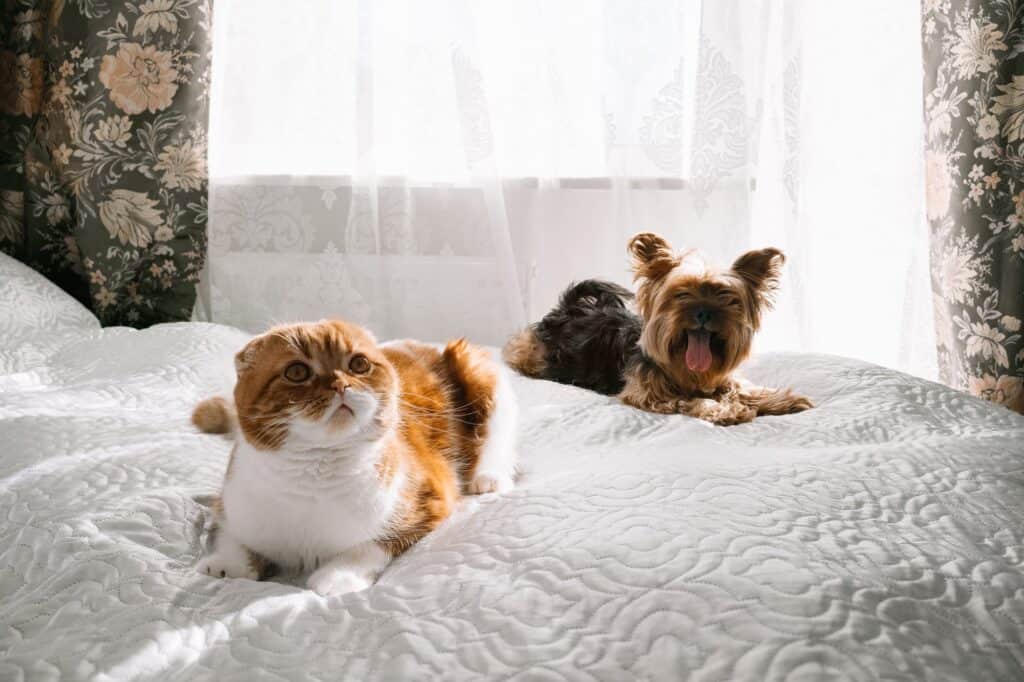 A pet cat and dog on top of the bed.