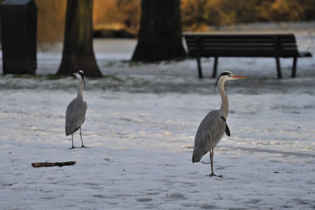 Two Great Blue Herons on a snowy park ground